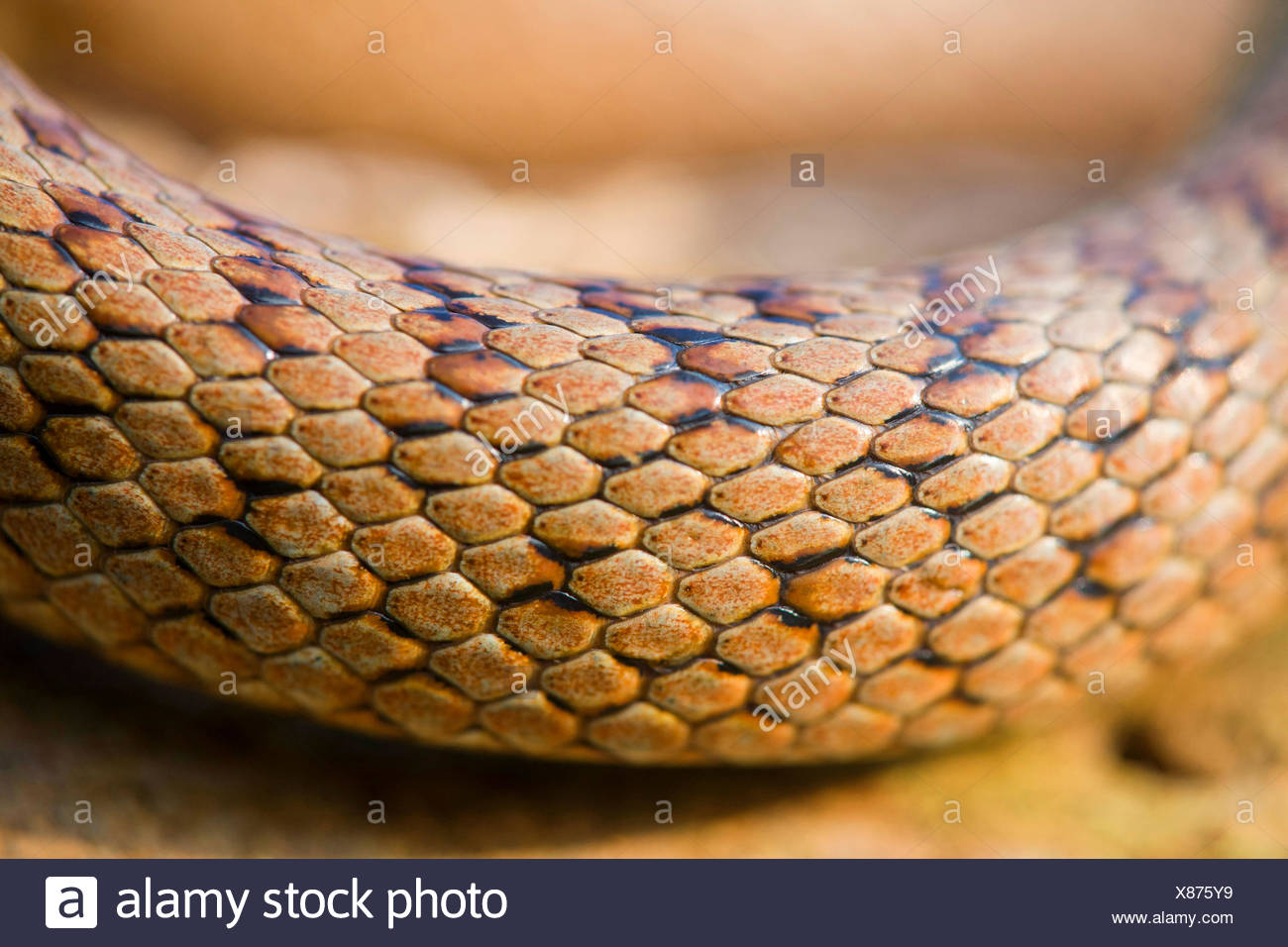 with snake scales stock image image of human design 31920181 snake scale stock photos snake scale stock images alamy with snake scales stock image image of human design 31920181 snake scale stock photos snake scale stock images alamy