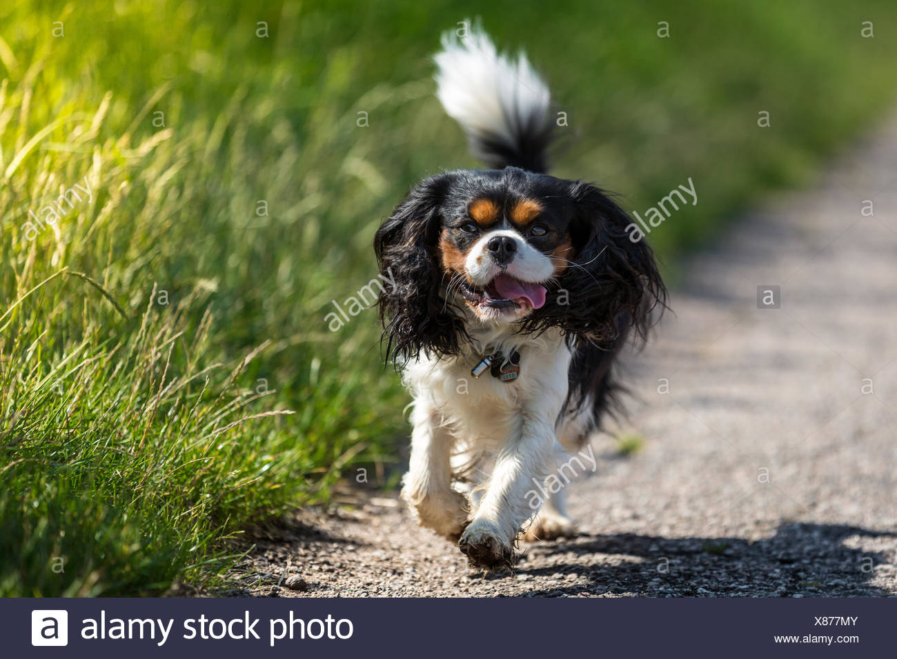 cavalier king george