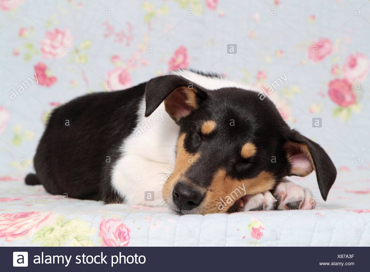 Shorthaired Collie Puppy Stock Photo 280444739 Alamy