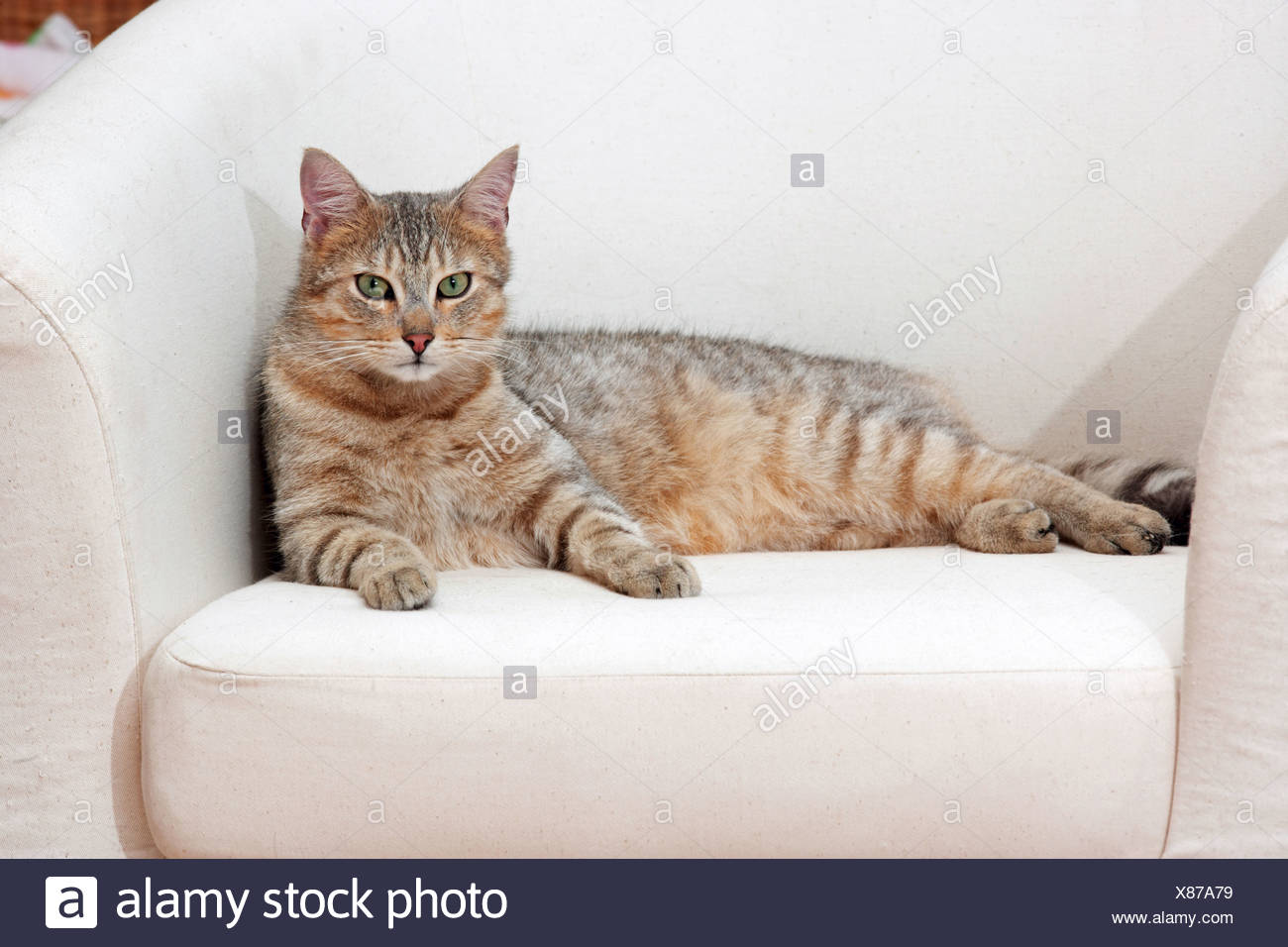 cat on a sofa