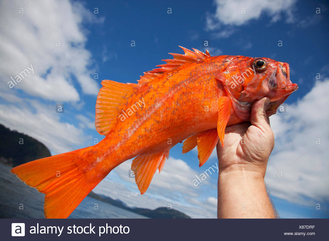Pacific Rockfish High Resolution Stock Photography and Images Alamy