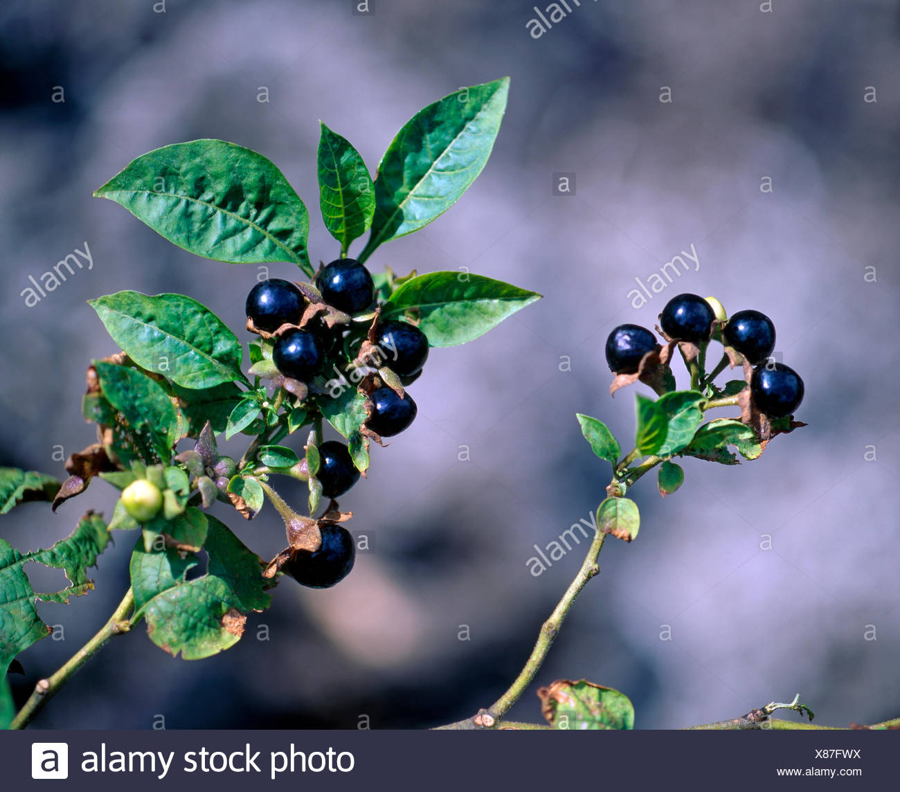 Toxic Berries High Resolution Stock Photography And Images - Alamy