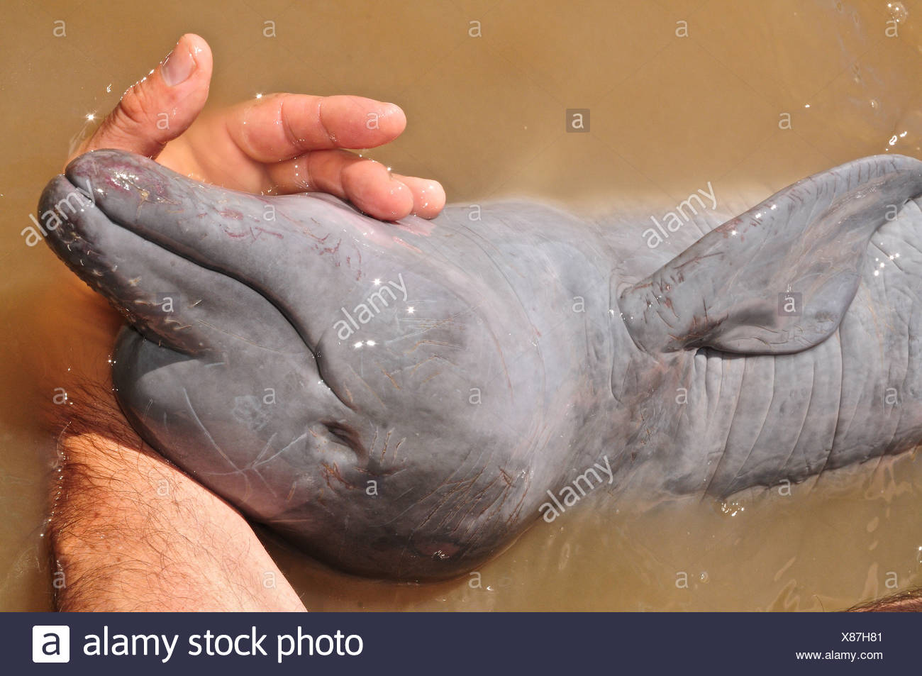 Captive Baby Pink River Dolphin Destined For Illegal Animal Trade Stock Photo Alamy