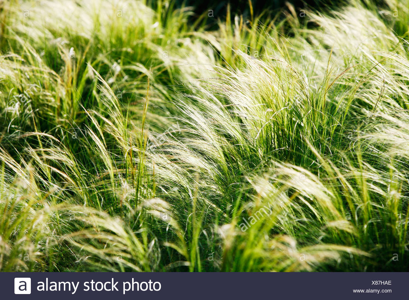 Foxtail Grass High Resolution Stock Photography And Images Alamy Foxtail Grass High Resolution Stock Photography And Images Alamy