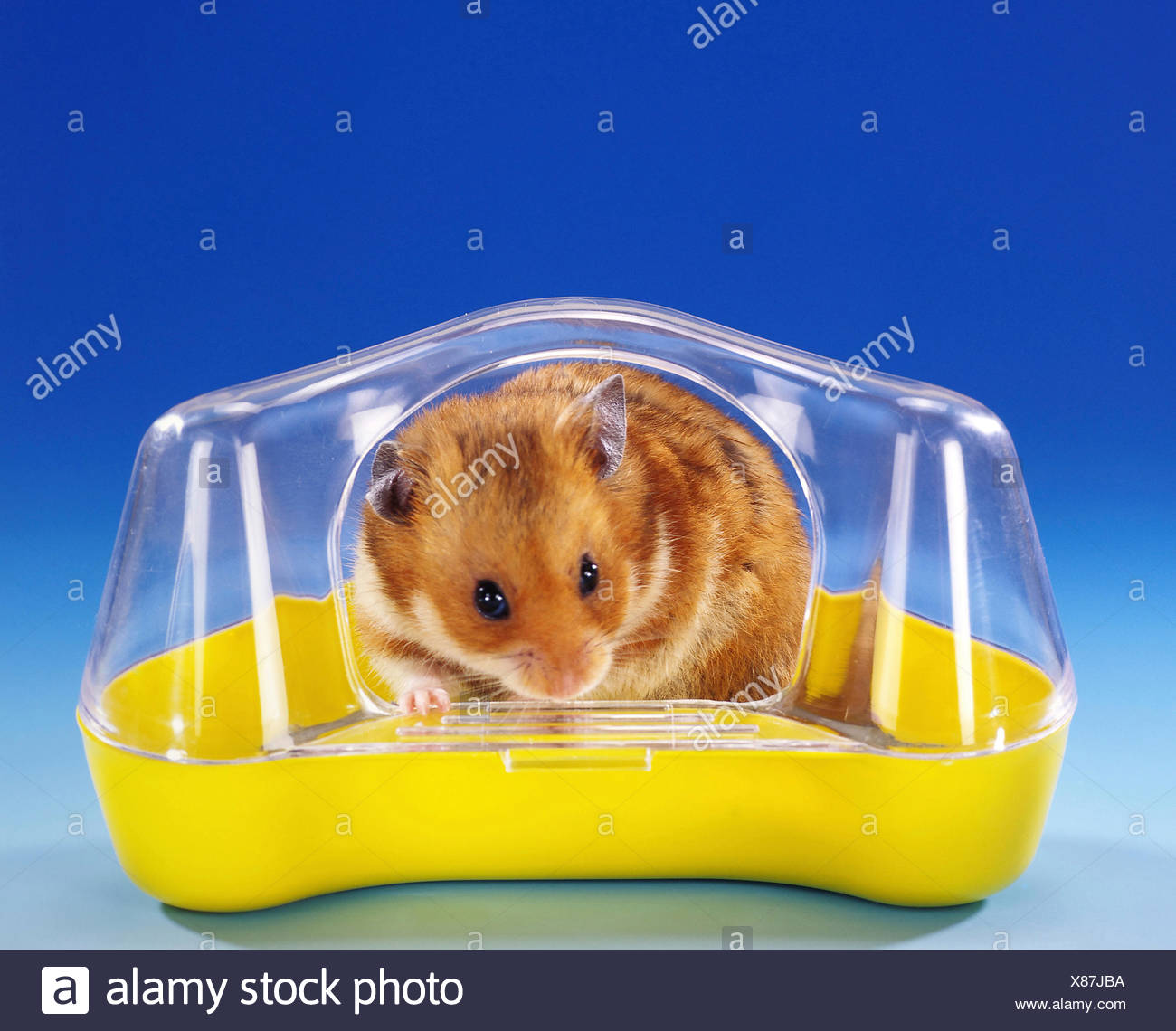 hamster bath house