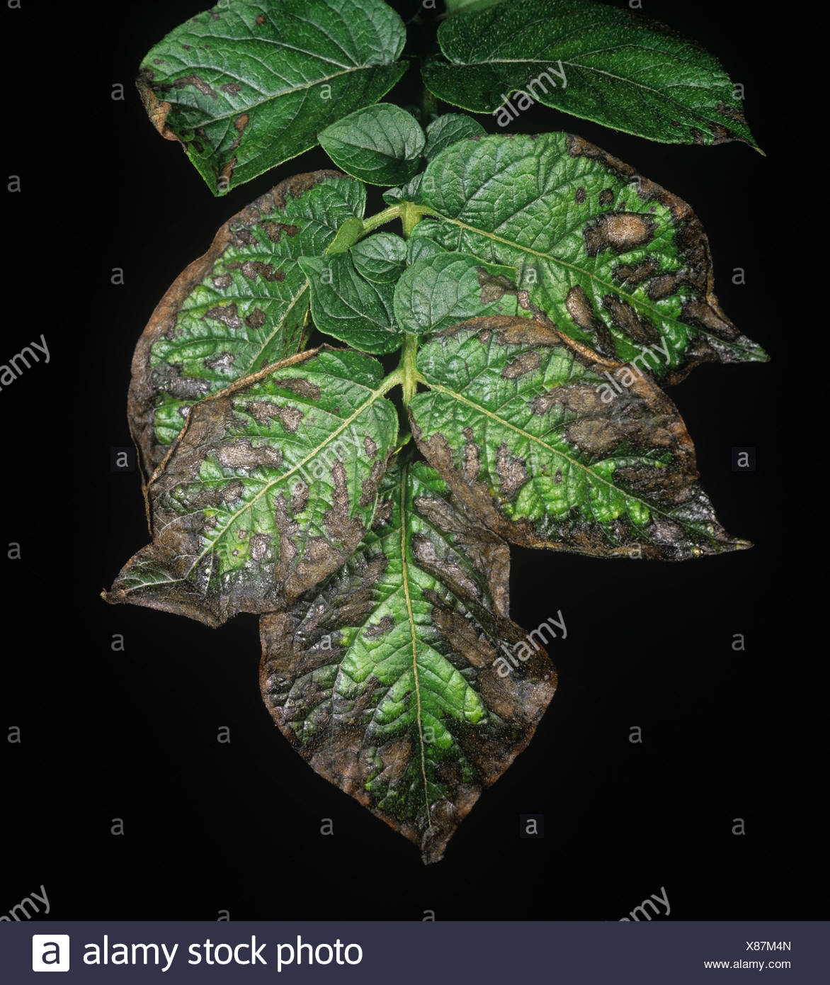 Magnesium Deficiency Leaves High Resolution Stock Photography and