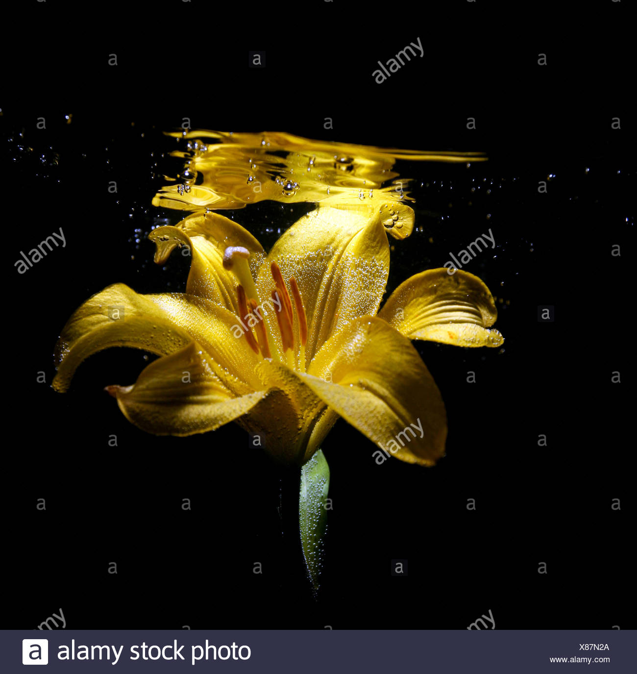 Water Lily Underwater High Resolution Stock Photography and Images Alamy
