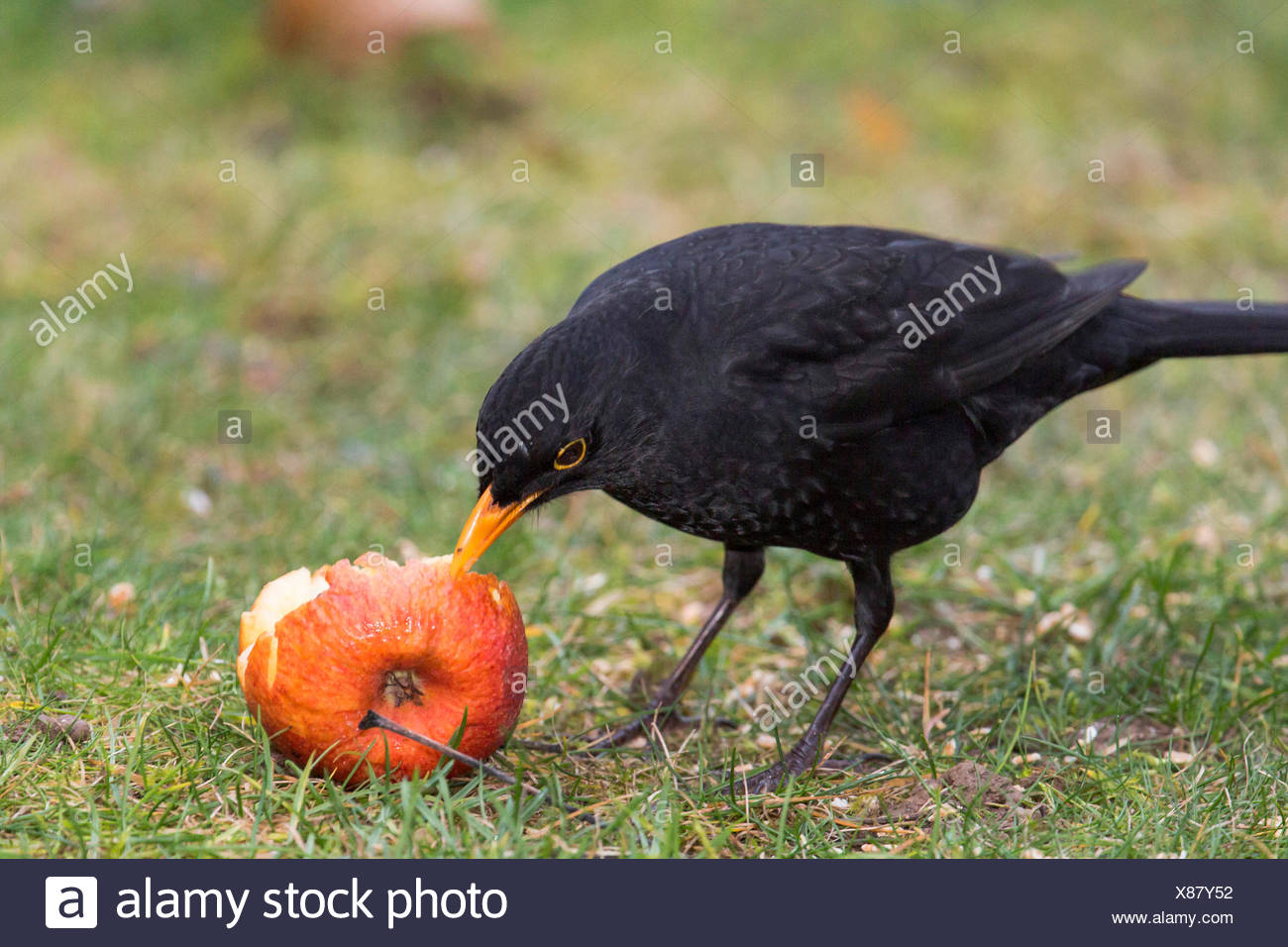 Birds Pecking Fruit Stock Photos & Birds Pecking Fruit Stock Images Alamy