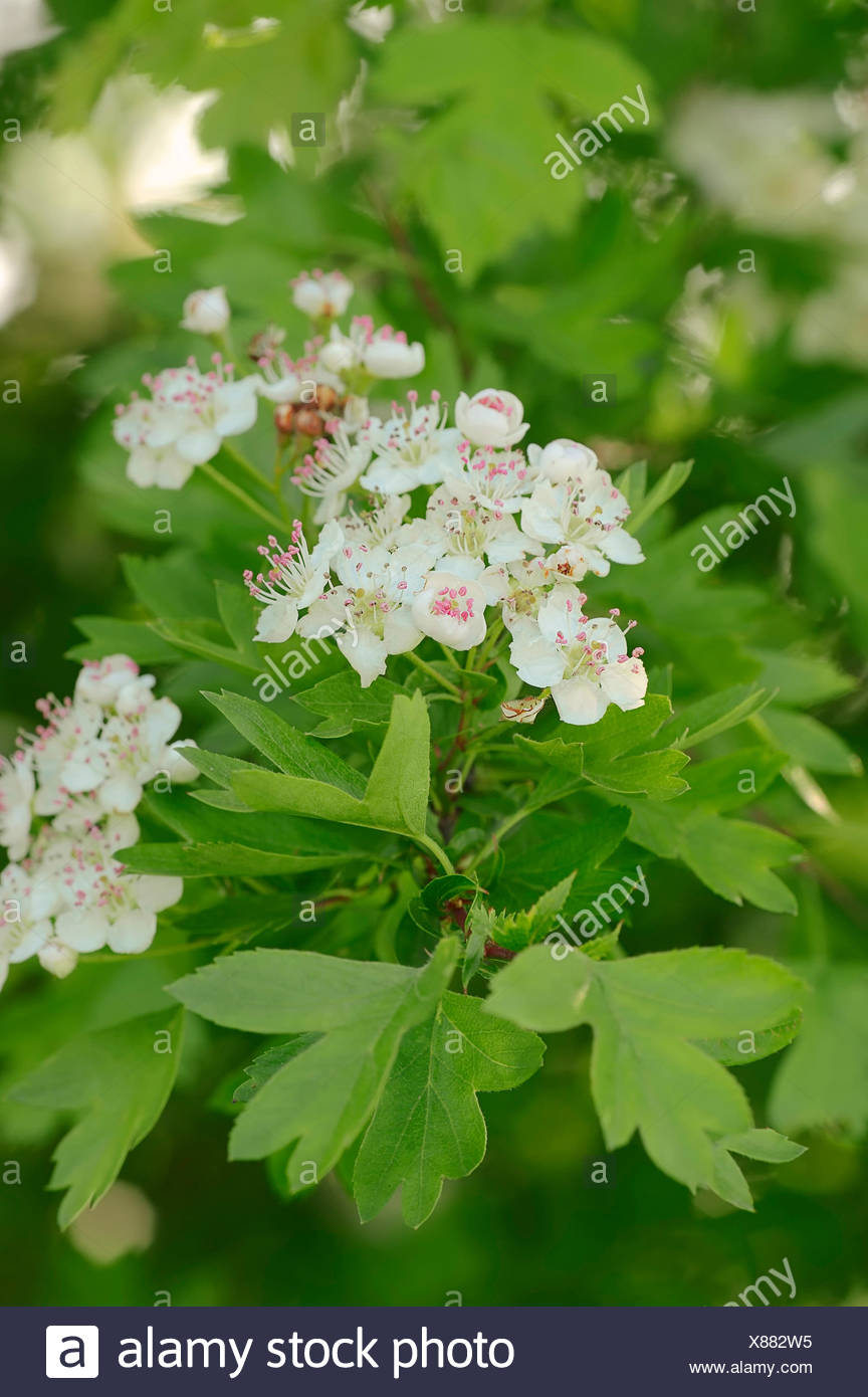 Hawthorn Tree Leaves High Resolution Stock Photography and Images - Alamy