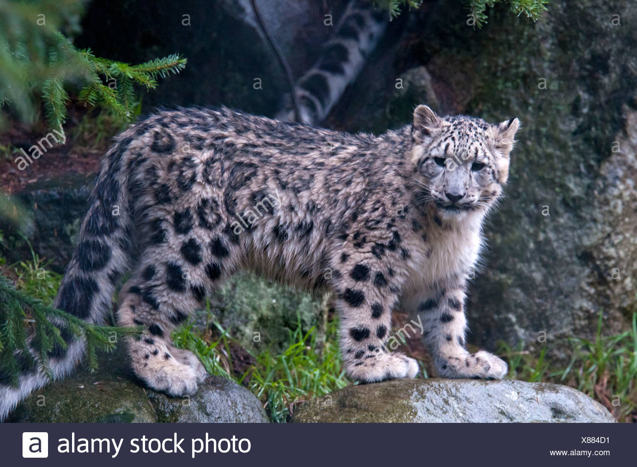 Snow Leopard Uncia Uncia Standing On Rocks Stock Photo Alamy Snow Leopard Uncia Uncia Standing On Rocks Stock Photo Alamy