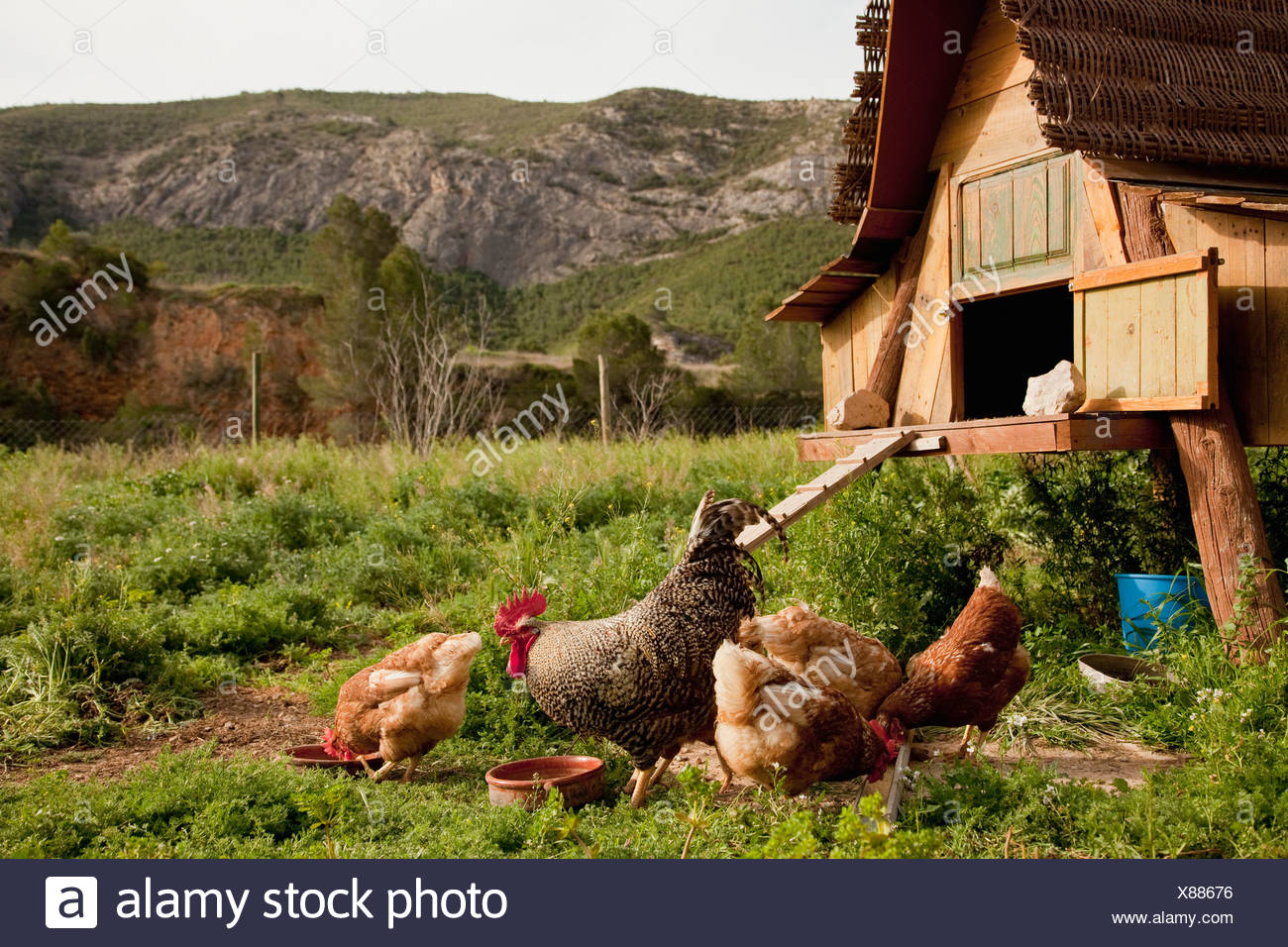 Chickens and hen house in farmyard Stock Photo 280463658 Alamy