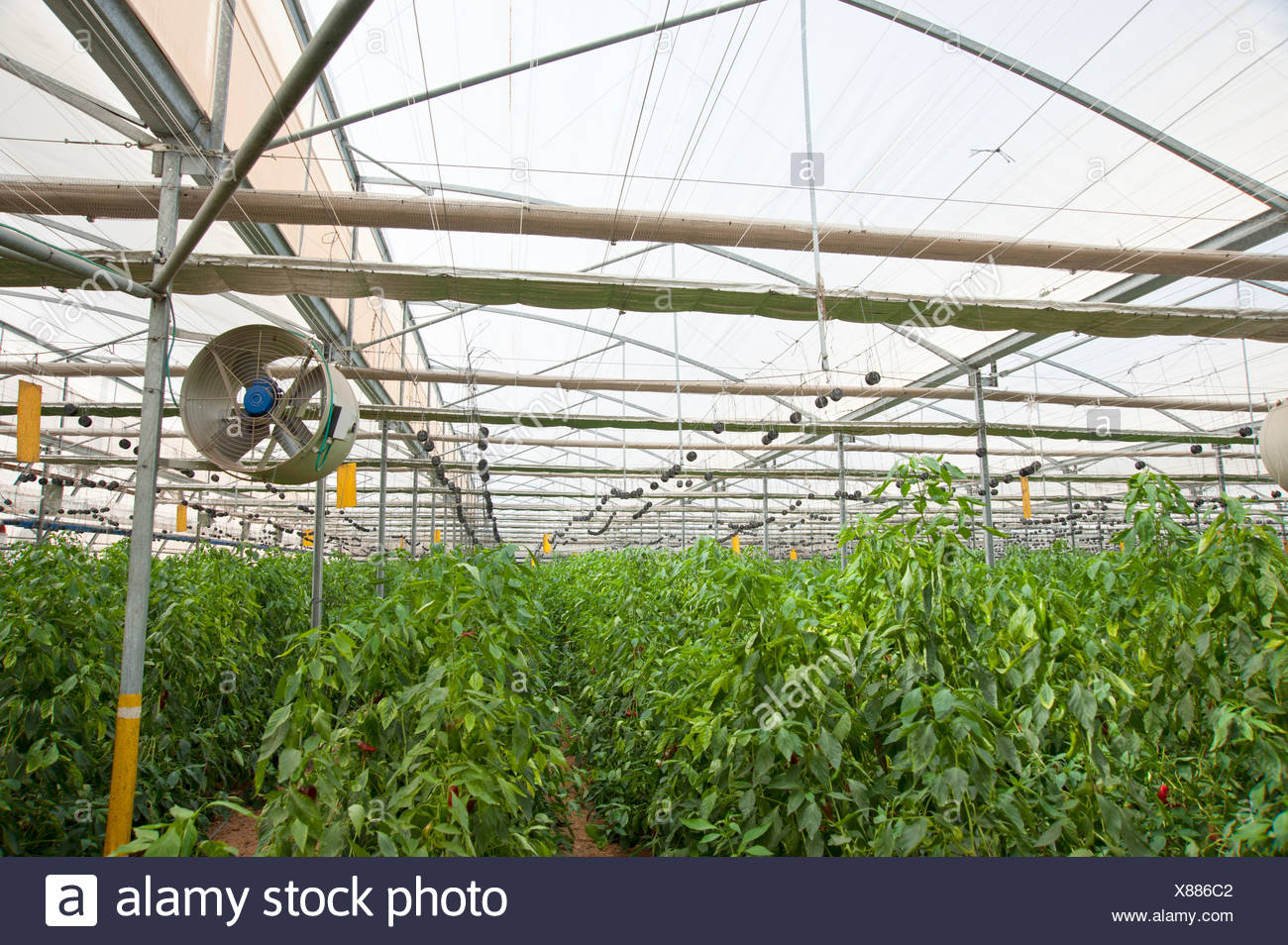 Greenhouse Agriculture Israeli Stock Photos & Greenhouse Agriculture
