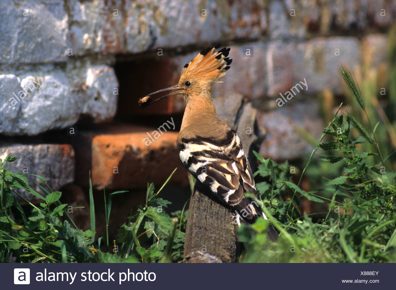 Hoopoe (Upupa epops) with food, Hortobagy, Puszta, Hungary Stock Photo