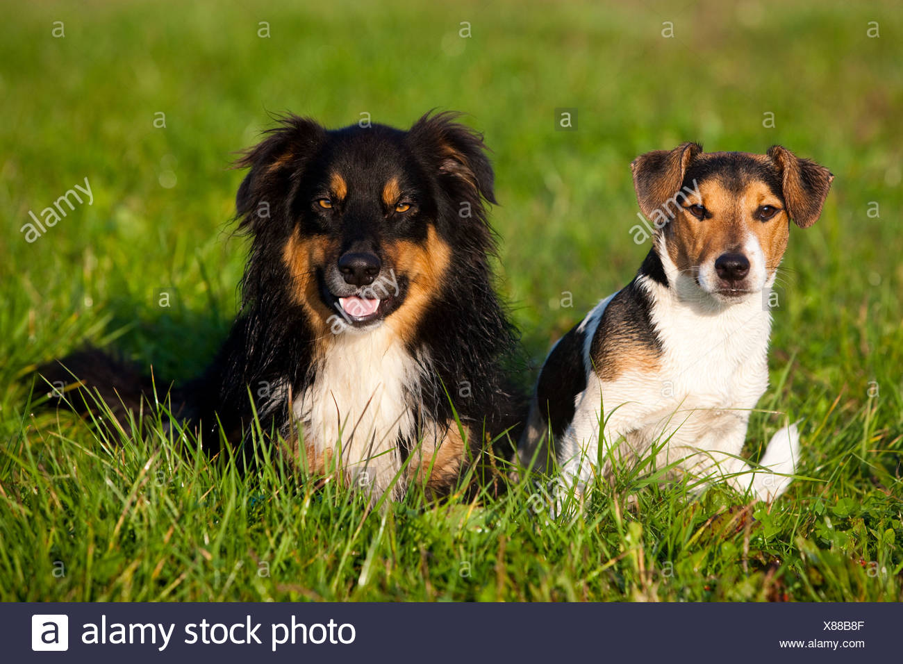 australian shepherd jack russell