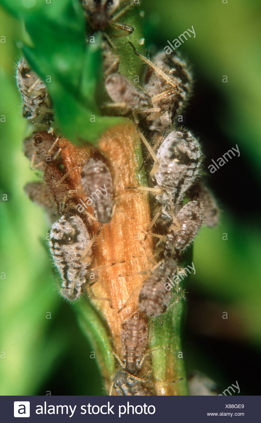 Cypress Aphid Cinara Cupressi On Cypress Foliage Stock Photo Alamy