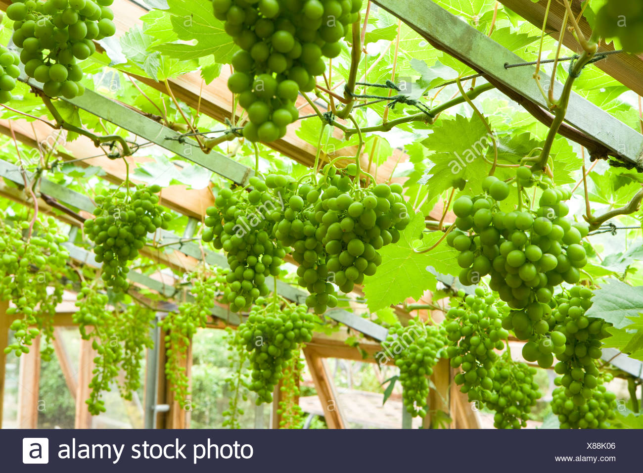 Grapevine In A Greenhouse High Resolution Stock Photography and Images