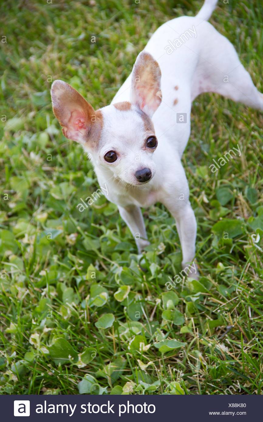 A Short Hair Chihuahua Outdoors Stock Photo 280473872 Alamy