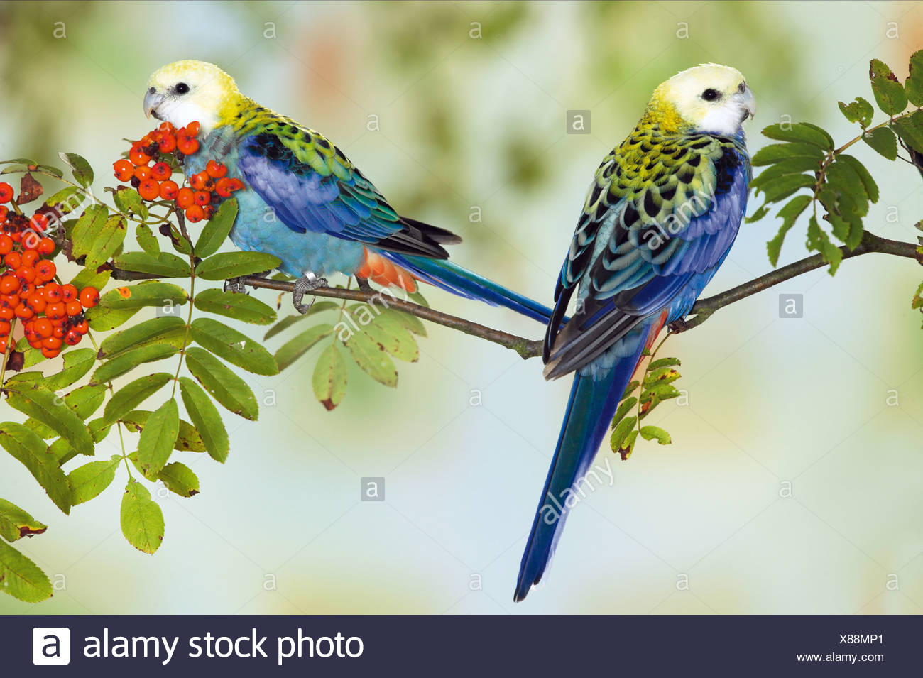 pale-headed-rosella-platycercus-adscitus-pair-perched-on-fruiting-rowan-twig-X88MP1.jpg