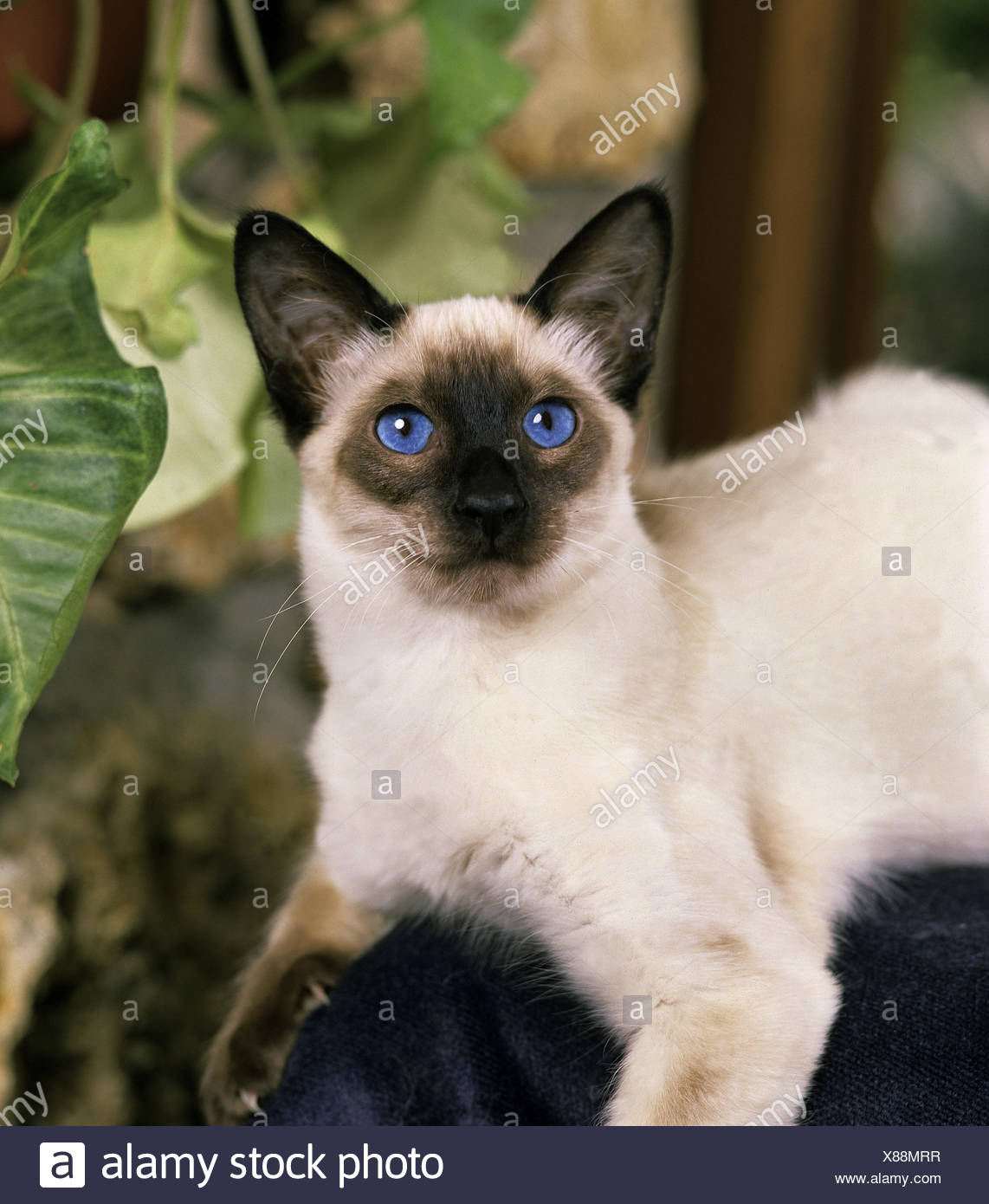 Longhaired Siamese Cat Stock Photos Longhaired Siamese Cat Stock