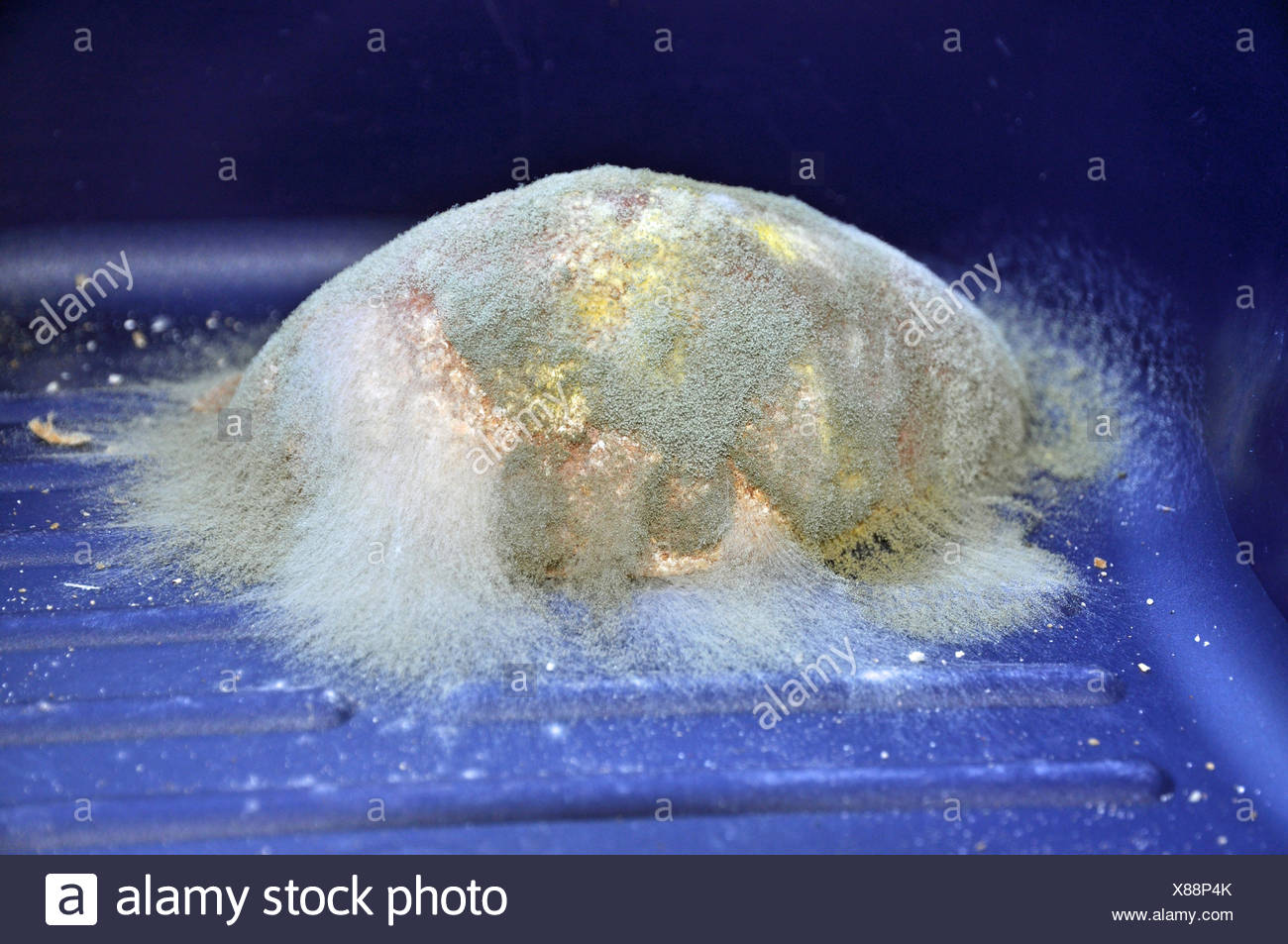 Brotschimmel, schimmel, schimmel, verschimmelt, verdorben, schimmlig, schimmelig, lebensmittel, schimmelpilz, schimmelpilze, bunt Stock Photo