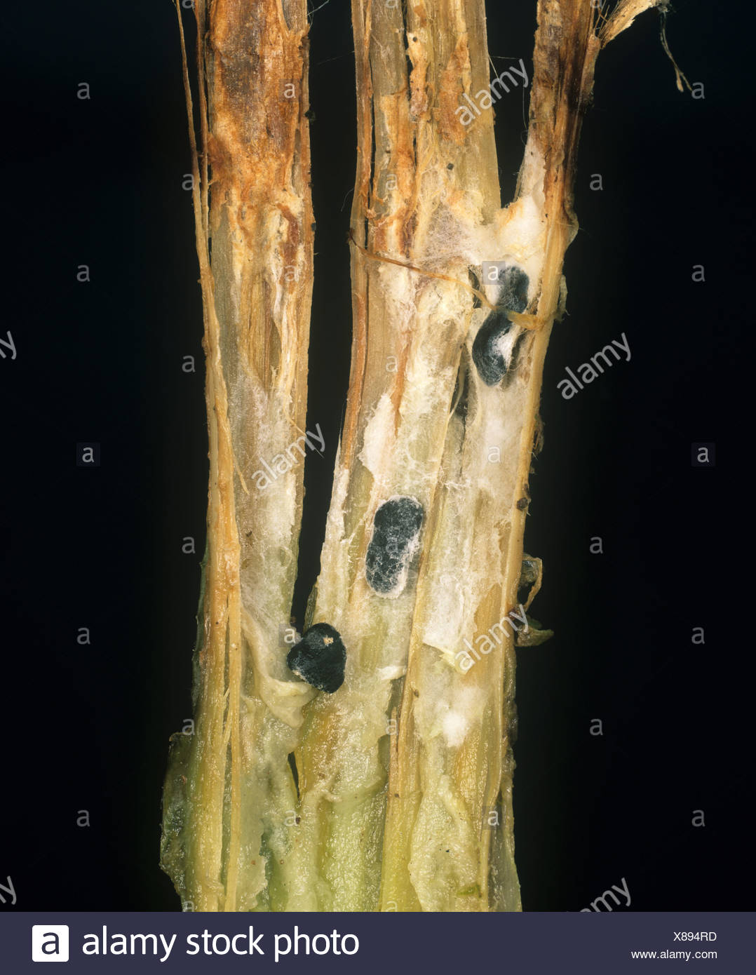 Sclerotiorum High Resolution Stock Photography and Images - Alamy