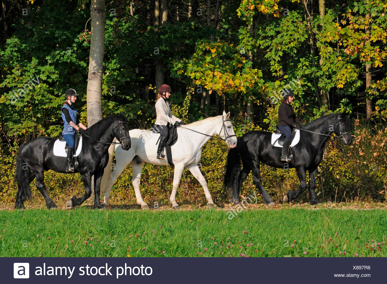 Woman Riding Friesian Horse High Resolution Stock Photography and ...