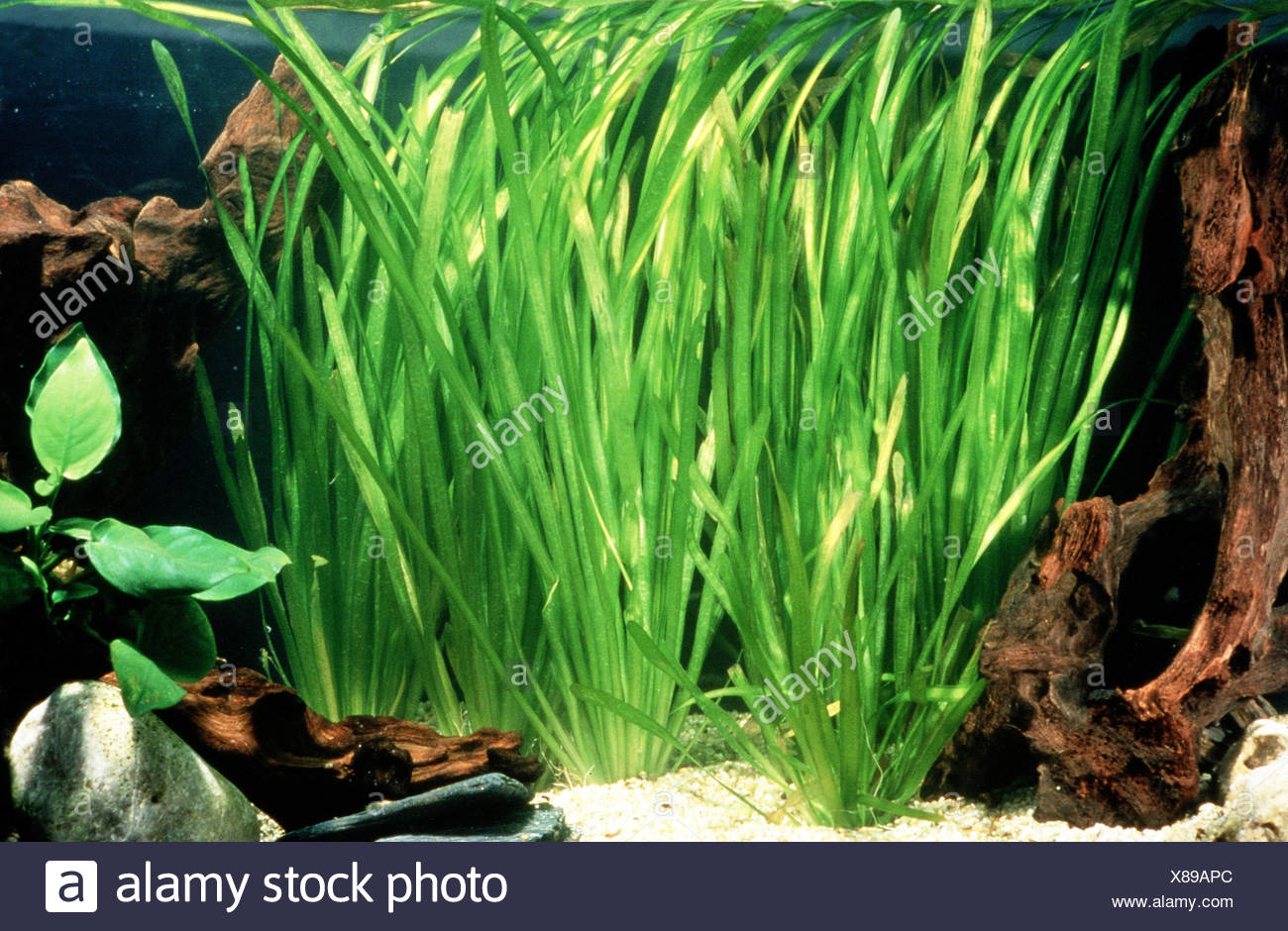 Vallisneria High Resolution Stock Photography and Images Alamy