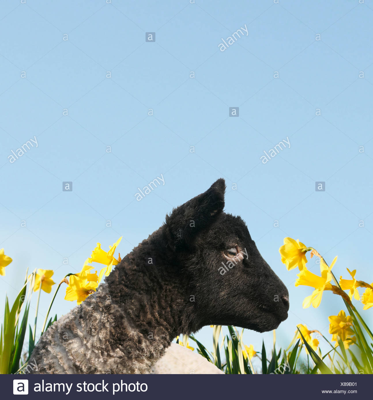 Lamb walking in field of flowers Stock Photo