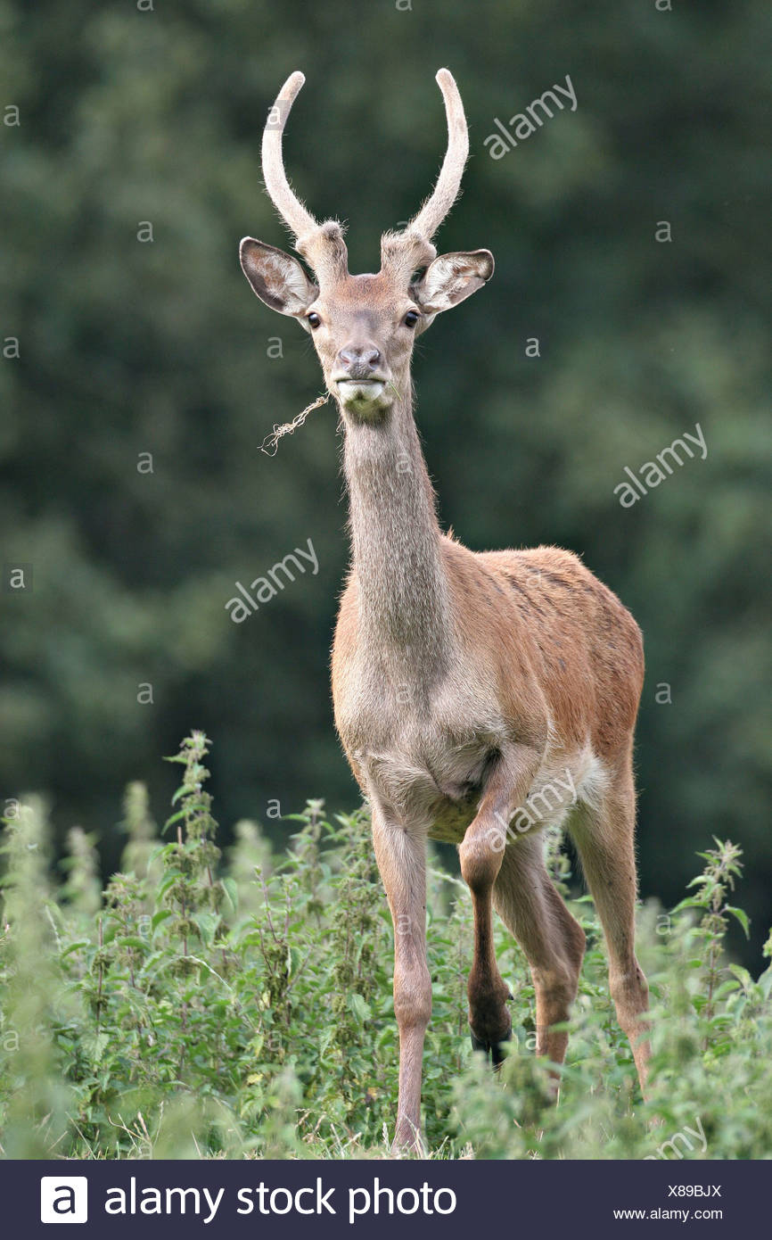 Red Deer France Stock Photos & Red Deer France Stock Images Alamy
