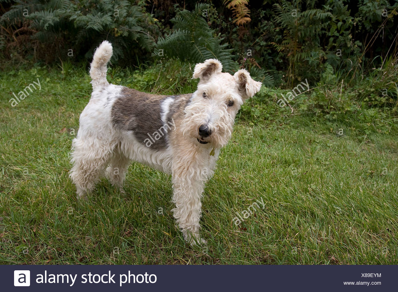 Wire Haired Terrier High Resolution 
