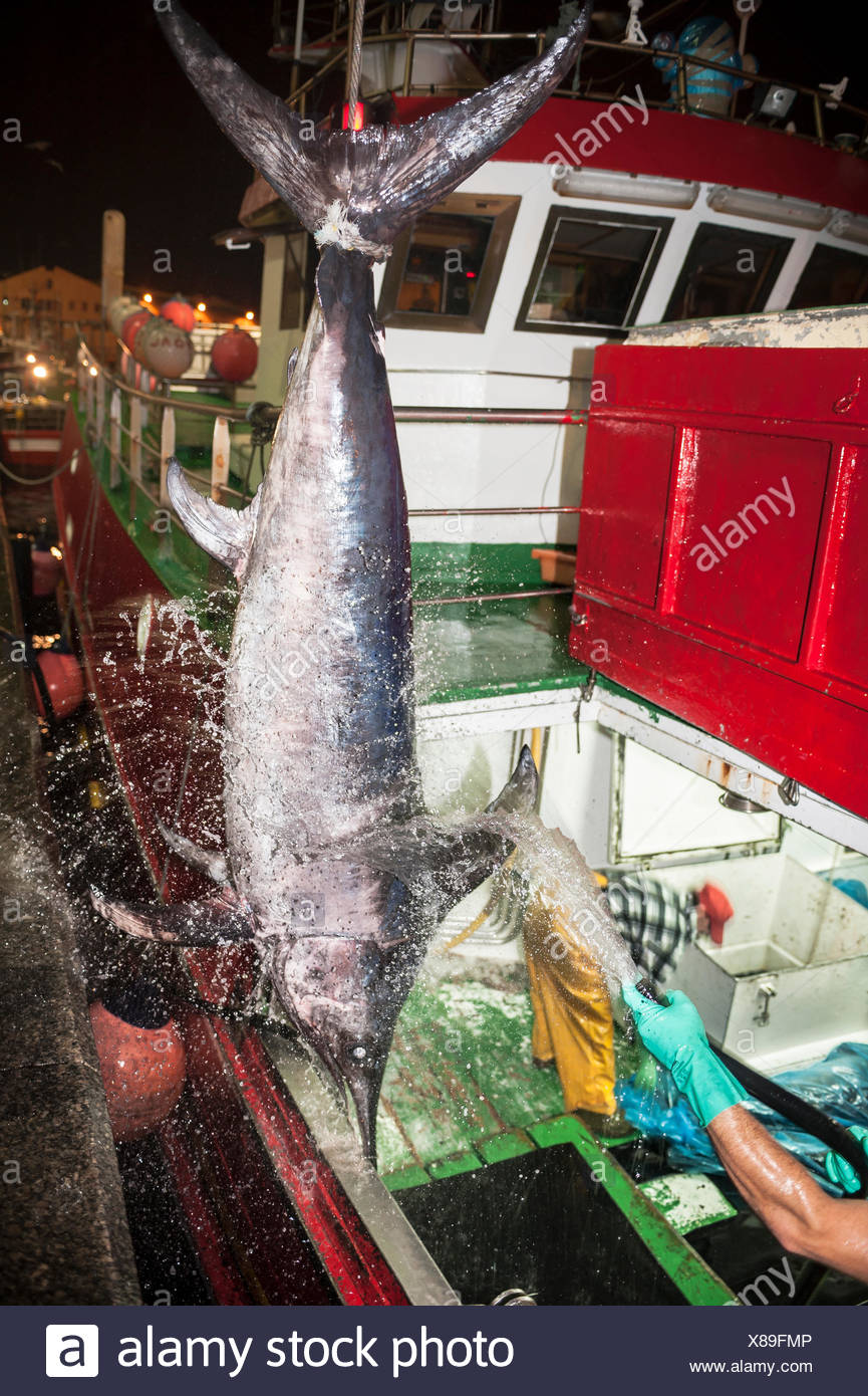 Swordfish Boat Stock Photos & Swordfish Boat Stock Images Alamy