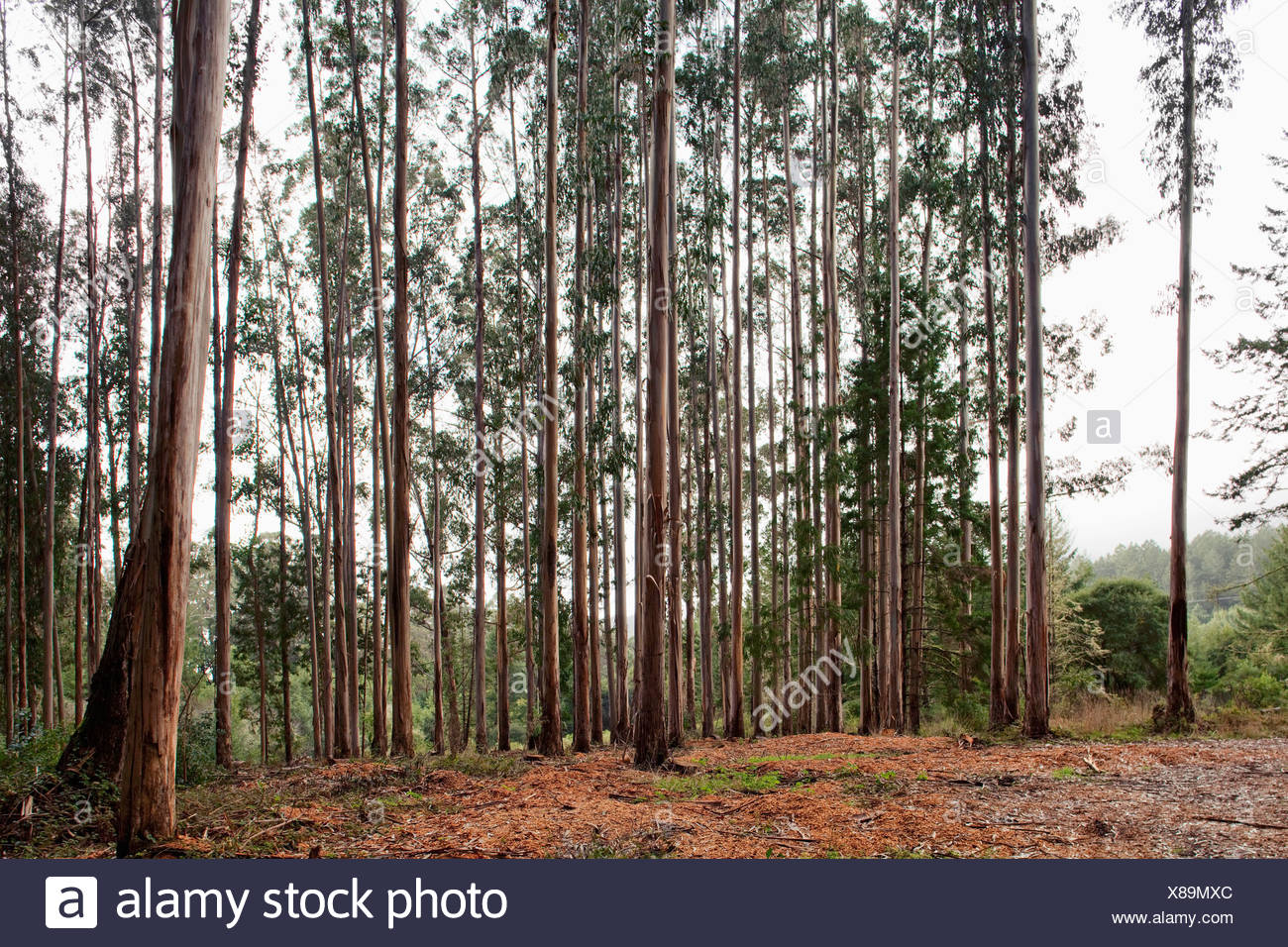 Tall Thin Trees High Resolution Stock Photography and Images Alamy