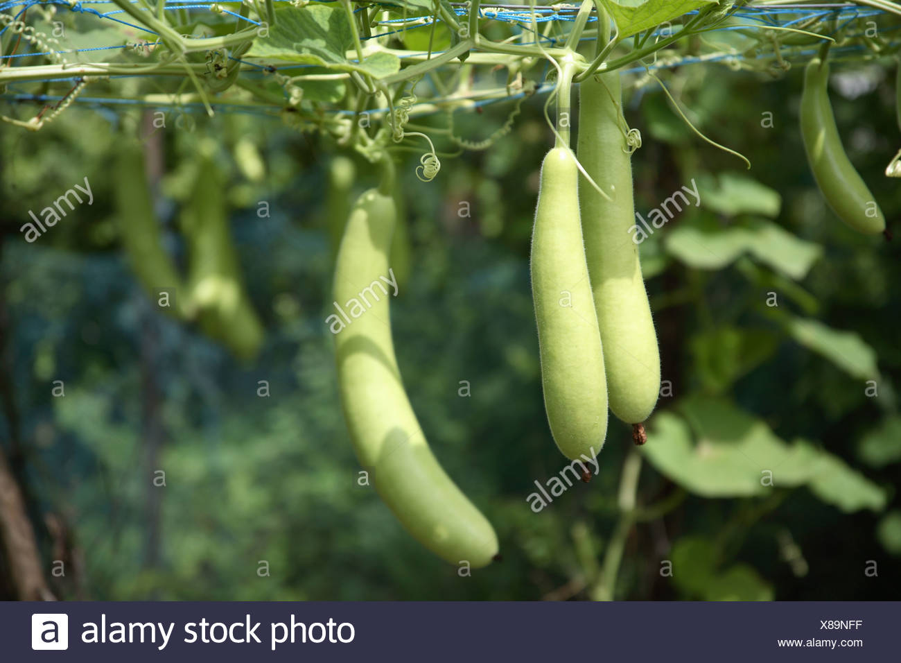 Lauki High Resolution Stock Photography And Images Alamy Lauki High Resolution Stock Photography And Images Alamy