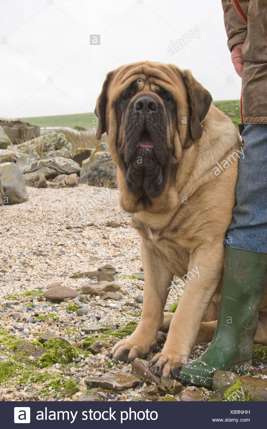 english bullmastiff dog