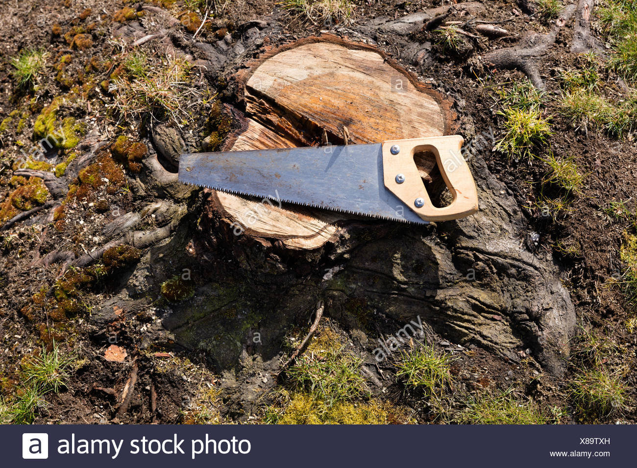 Hand Saw And Tree High Resolution Stock Photography and Images Alamy