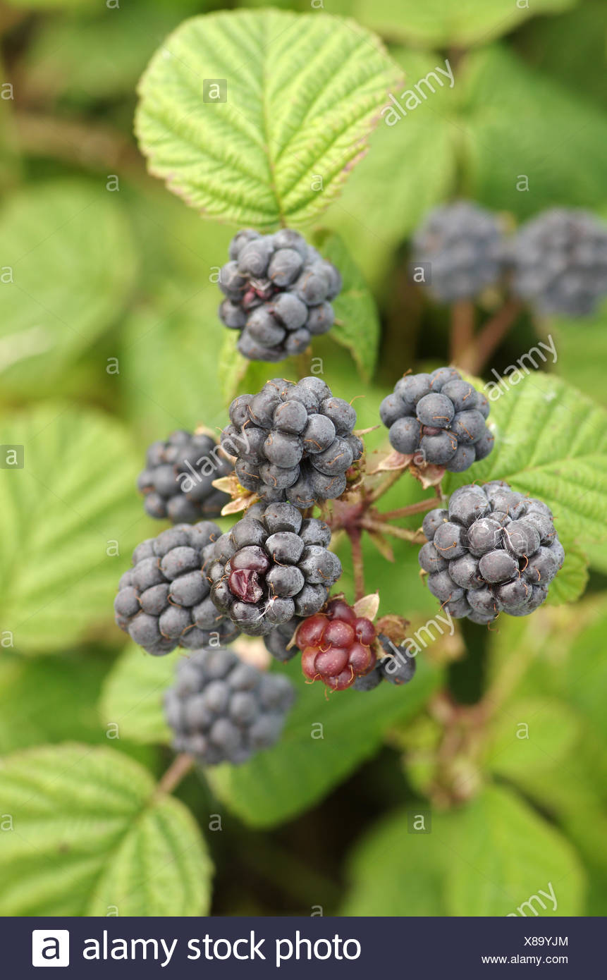 Dewberry High Resolution Stock Photography and Images Alamy