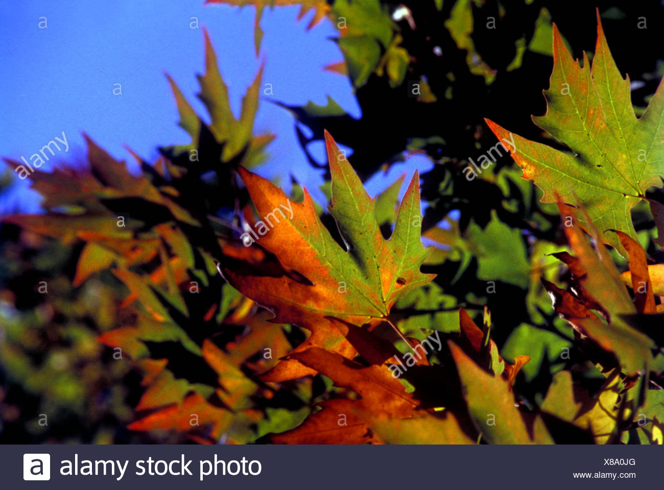 Chinar Leaves High Resolution Stock Photography and Images - Alamy