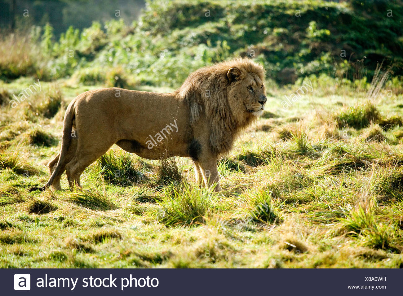 Southwest African Lion High Resolution Stock Photography and Images - Alamy