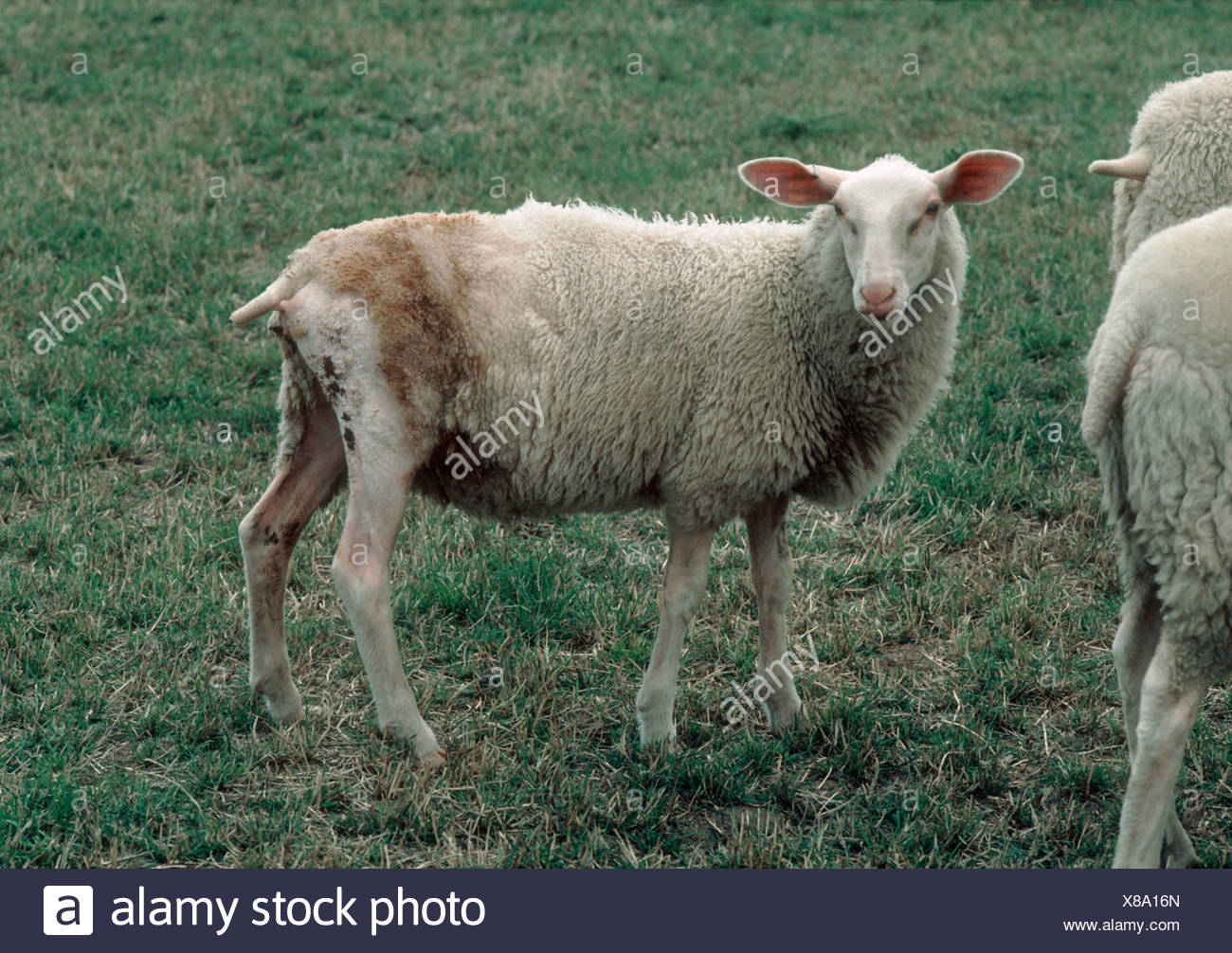 Fly Strike Sheep Stock Photos & Fly Strike Sheep Stock Images - Alamy