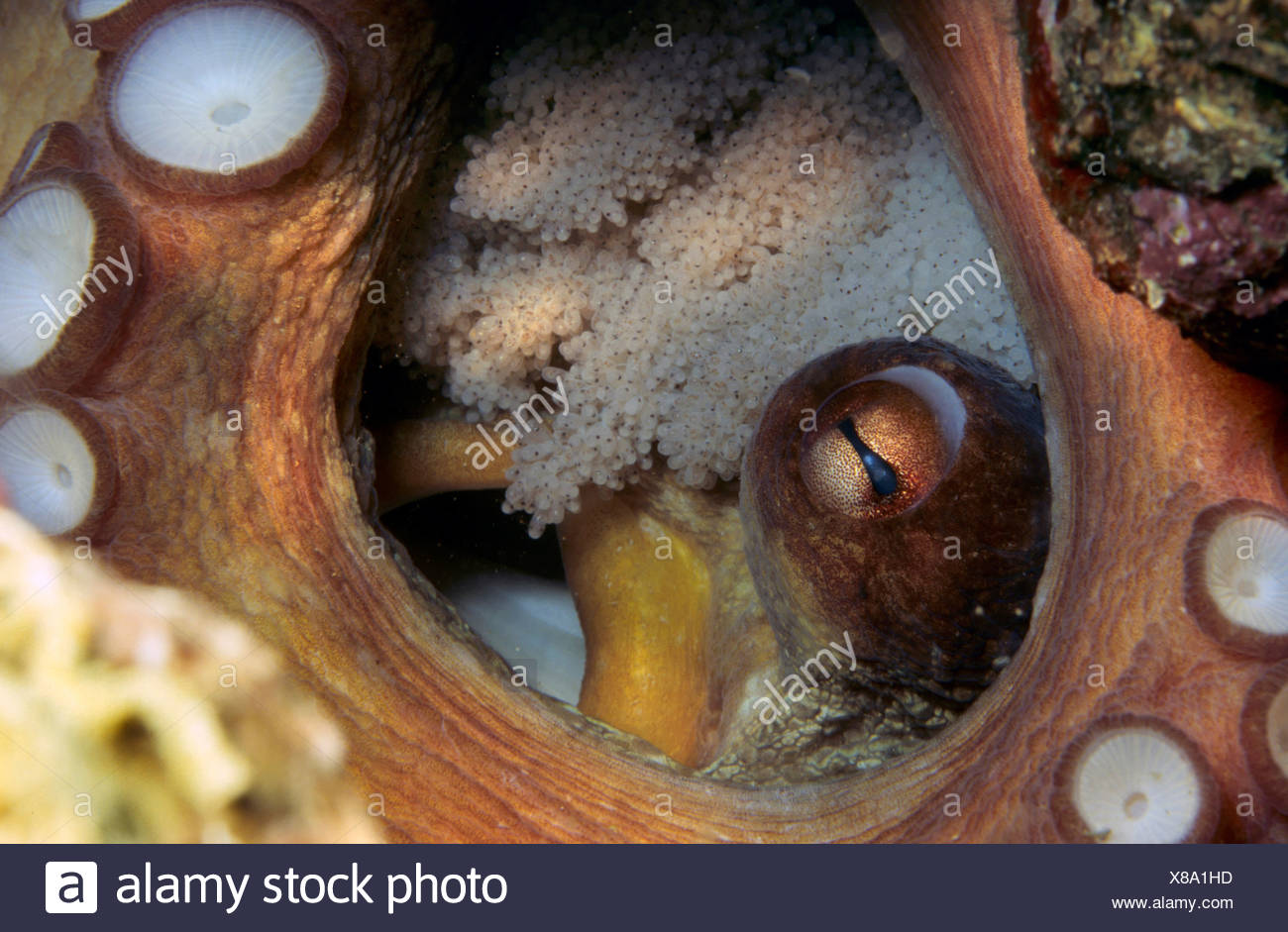 Saugnapf High Resolution Stock Photography and Images Alamy