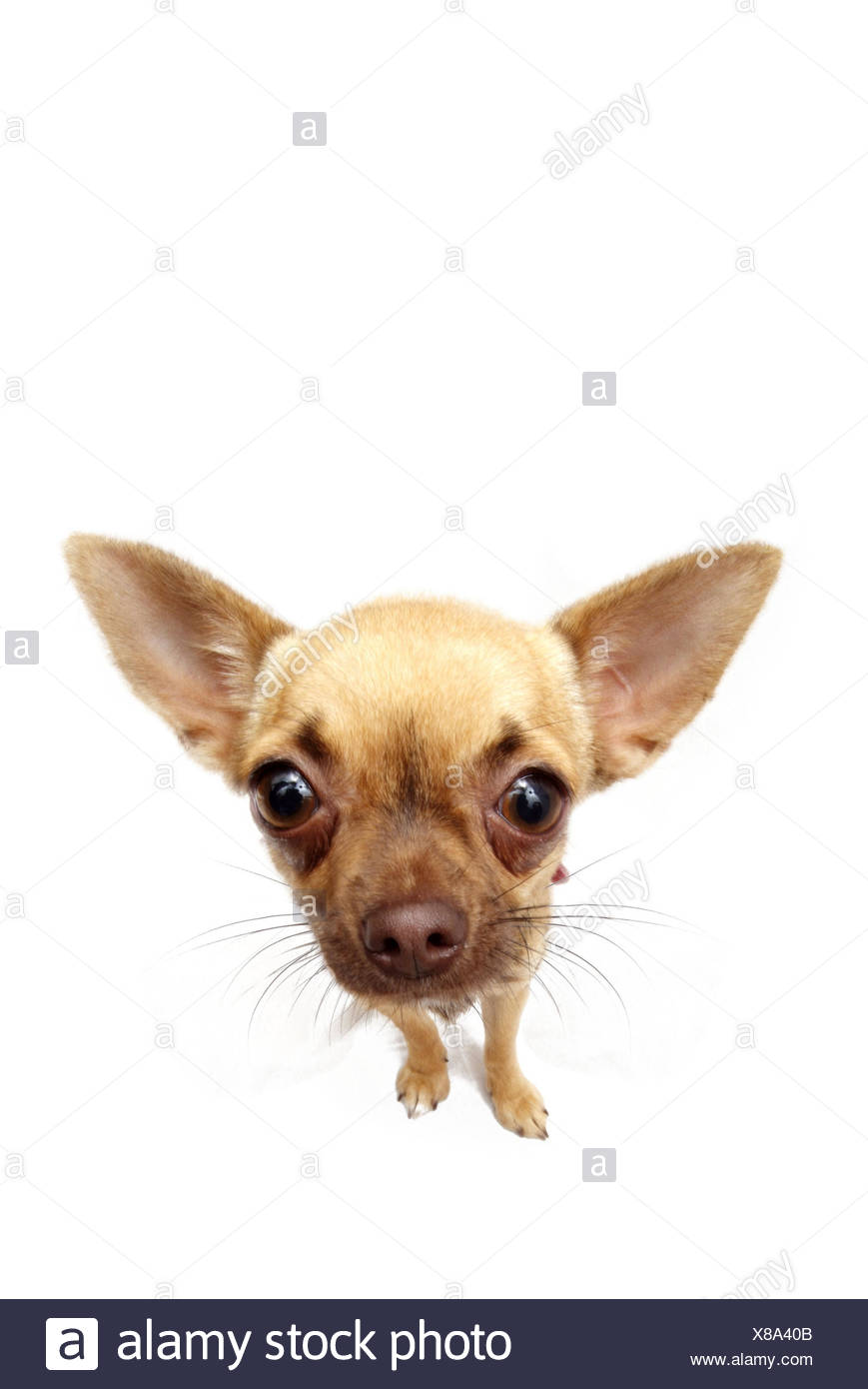 Dog Chihuahua Animal Mammal Pet Pet Dog Pedigree Dog Dog