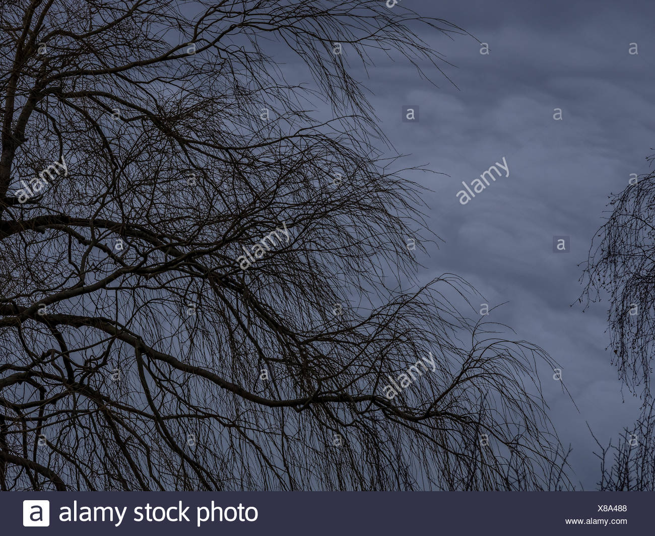 Leafless Tree High Resolution Stock Photography and Images - Alamy
