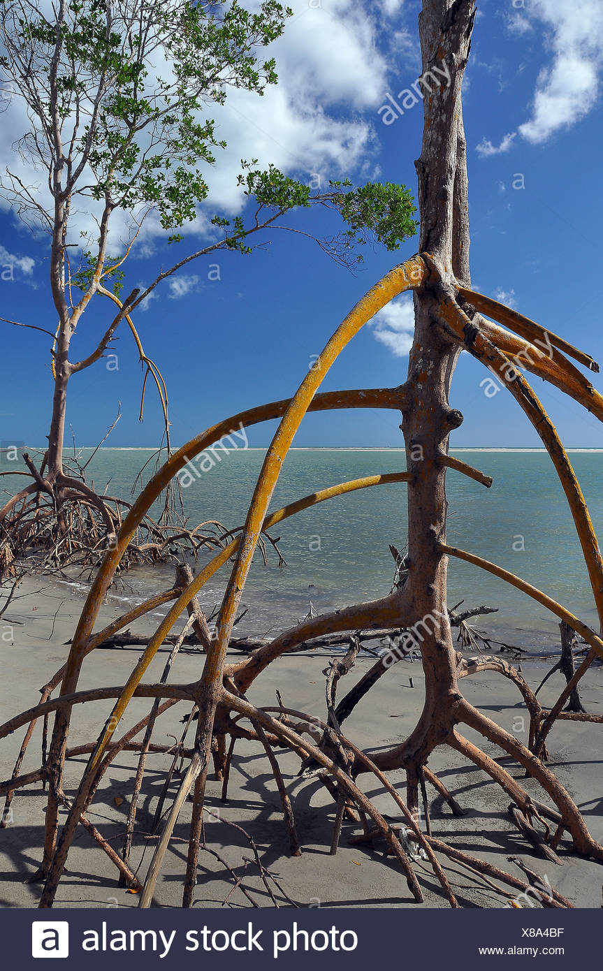 Stilt Root High Resolution Stock Photography and Images Alamy