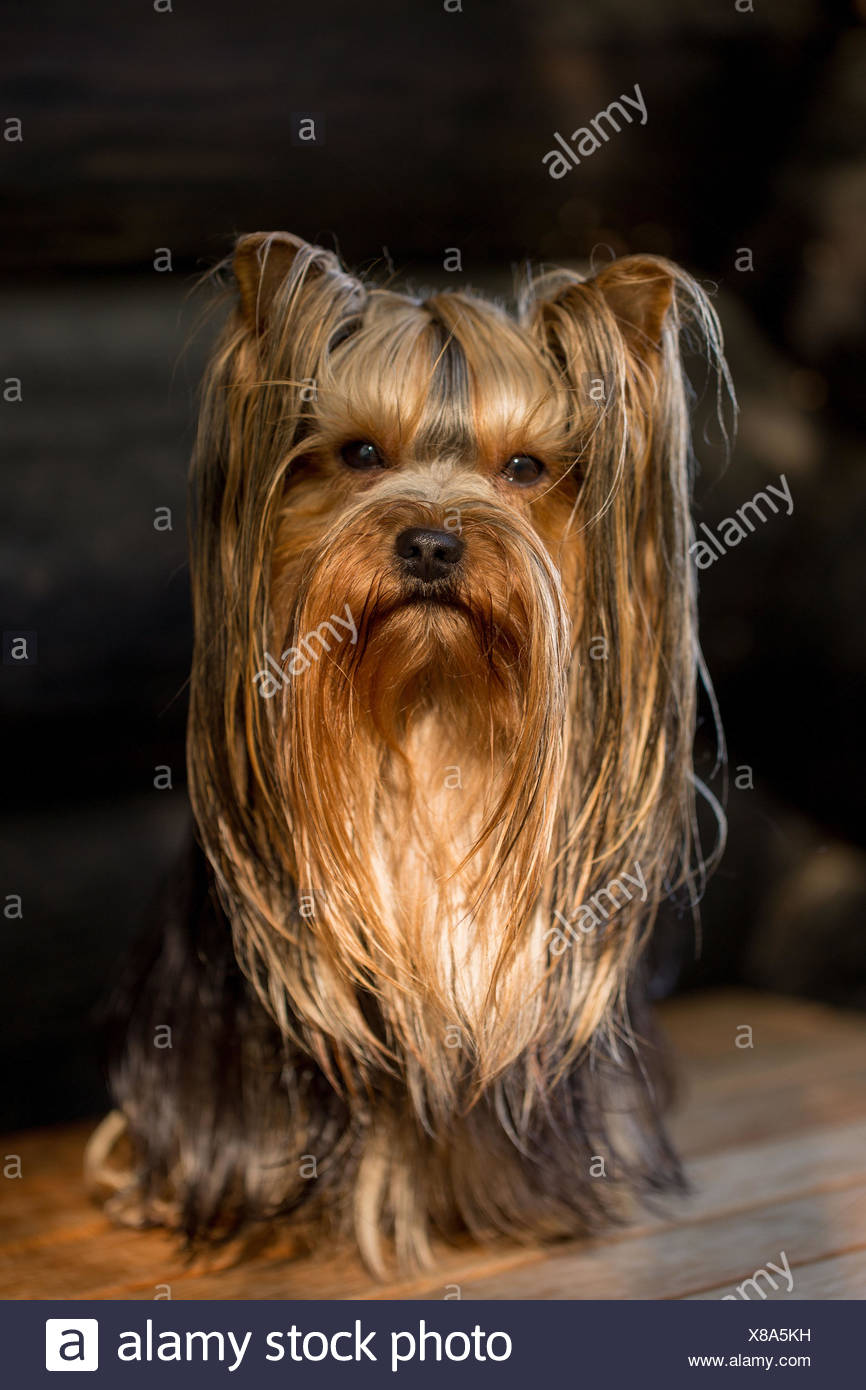 1 Animal Animal Animal Nose Animal Portrait Beard Beige Best