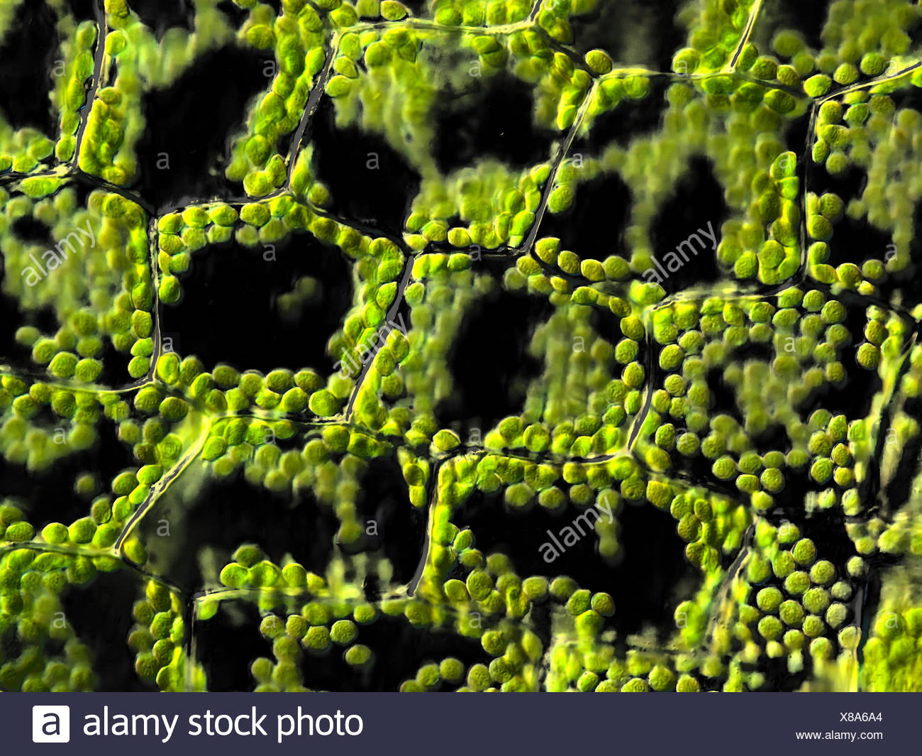 Plant Cells With Chloroplasts Microscopic Stock Photo Alamy