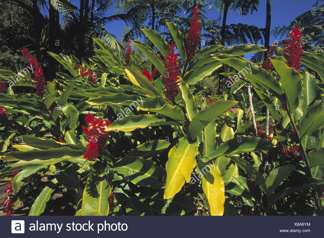 Roter Ingwer Stock Photos Roter Ingwer Stock Images Alamy