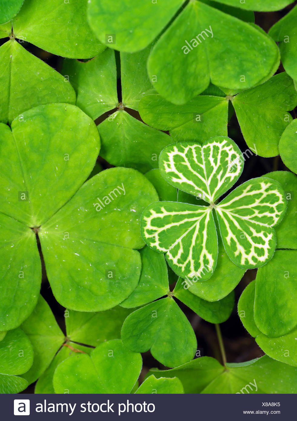 Common Wood Sorrel Wood Sorrel Irish Shamrock Oxalis Acetosella Leaves From Above With White Venation Germany Bavaria Oberbayern Upper Bavaria Stock Photo Alamy