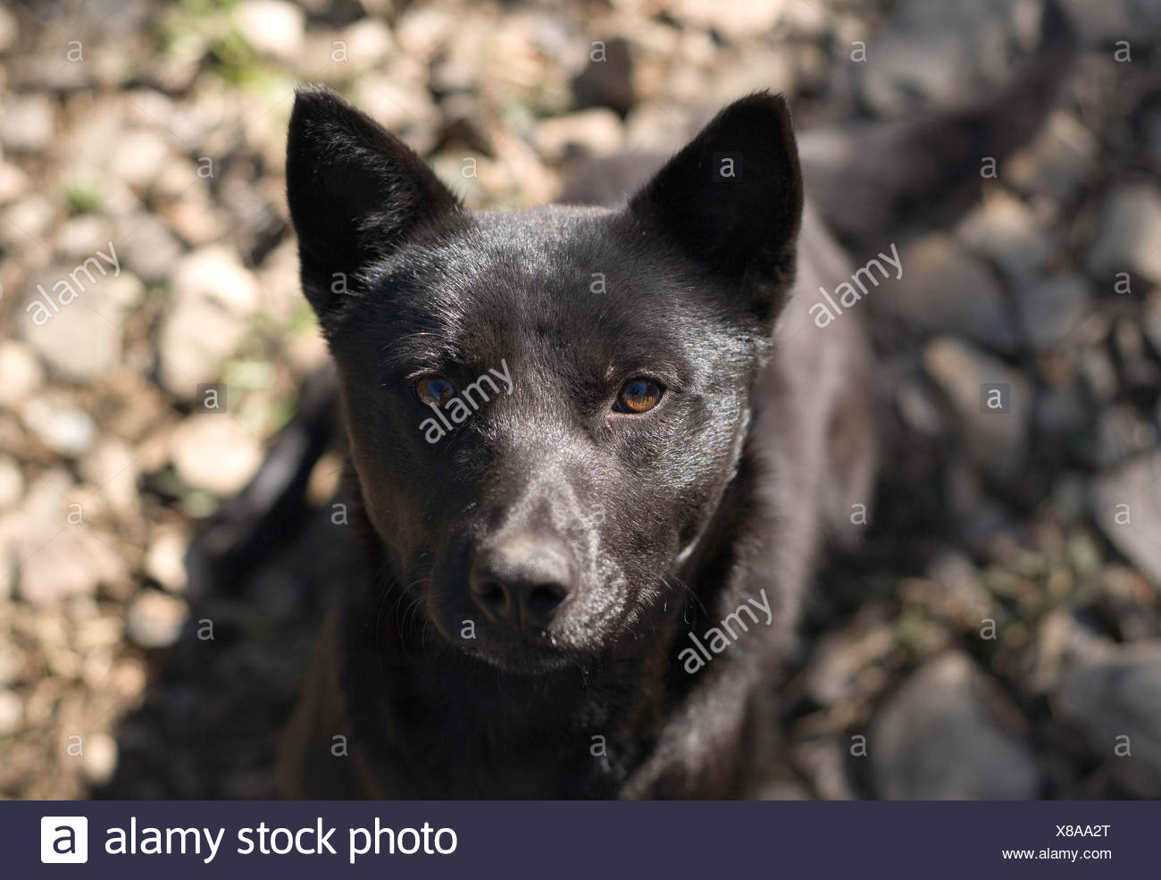 It S Taiwan Black Dog Only Can Be Seen In Taiwan He Is Watching At Me Stock Photo Alamy
