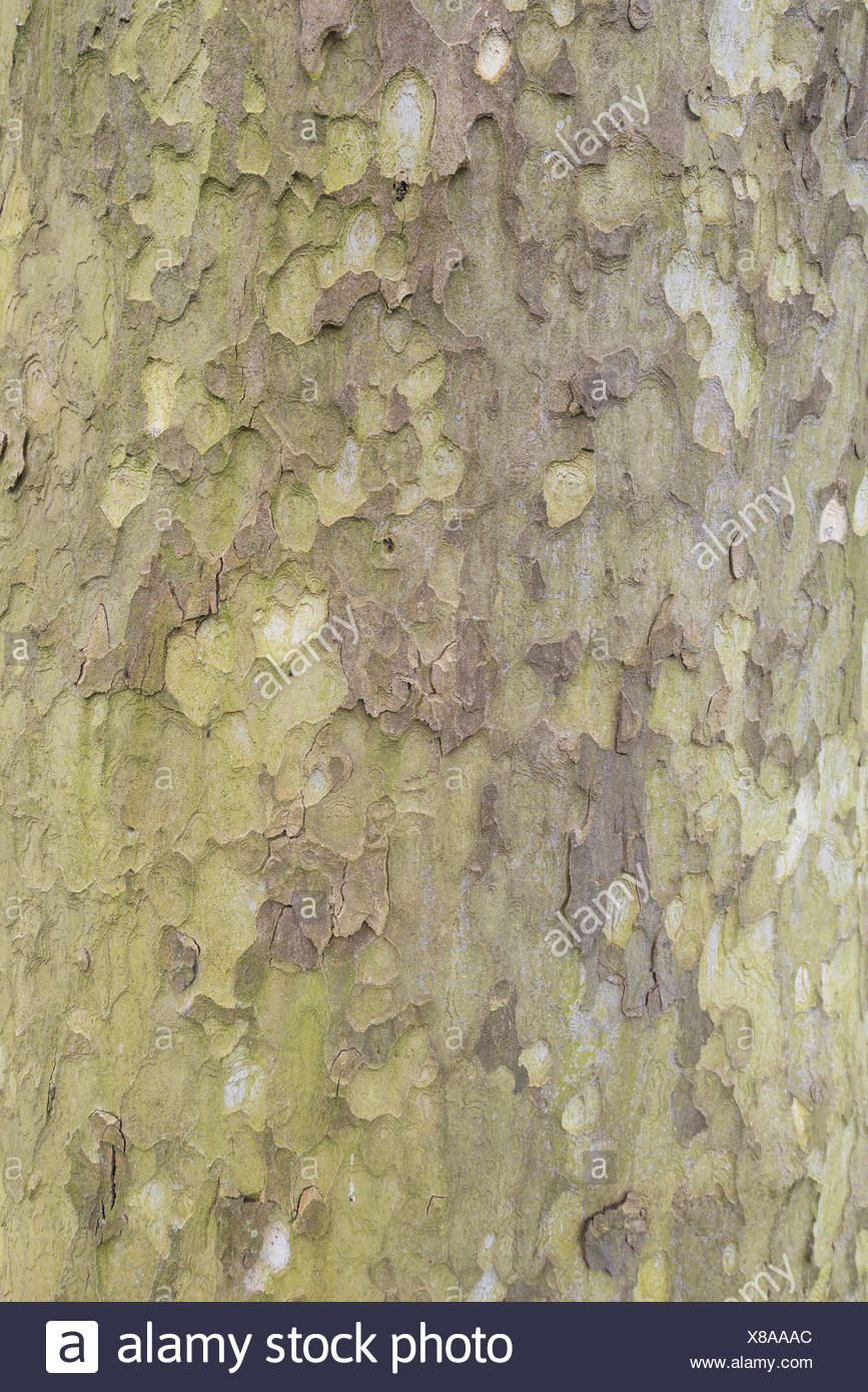 Tree Bark Of A Sycamore Tree Stock Photo Alamy Tree Bark Of A Sycamore Tree Stock Photo Alamy