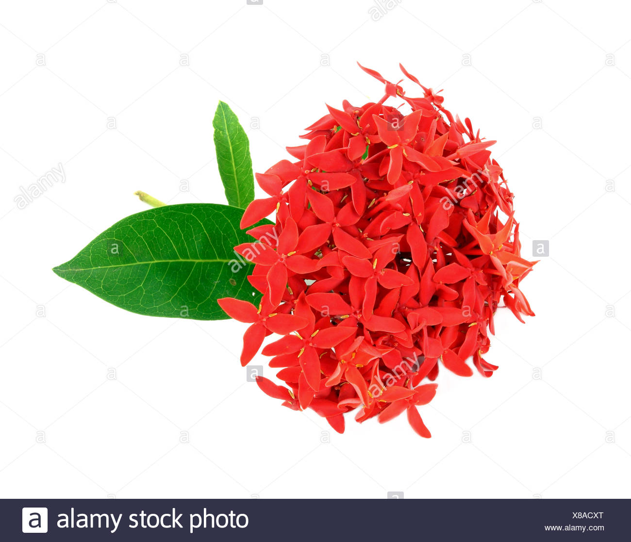 Featured image of post The Best 17 Santan Plant Png